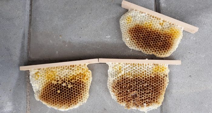 Three honeycombs