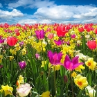 A field of fresh flowers, reminding you of spring