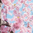 Pink spring blossom on a clear blue sky