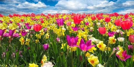 A field of fresh flowers, reminding you of spring